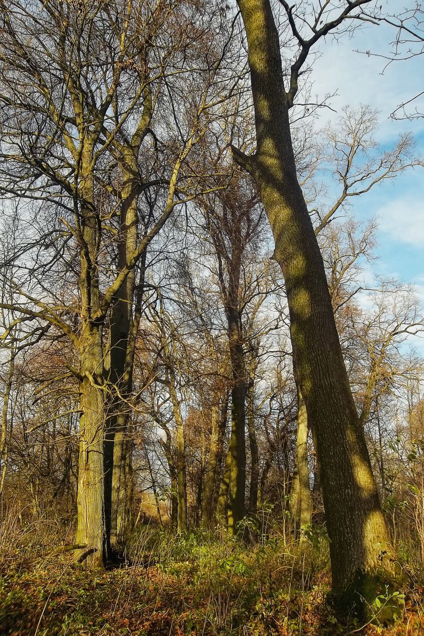 усадьба Кашубинцы