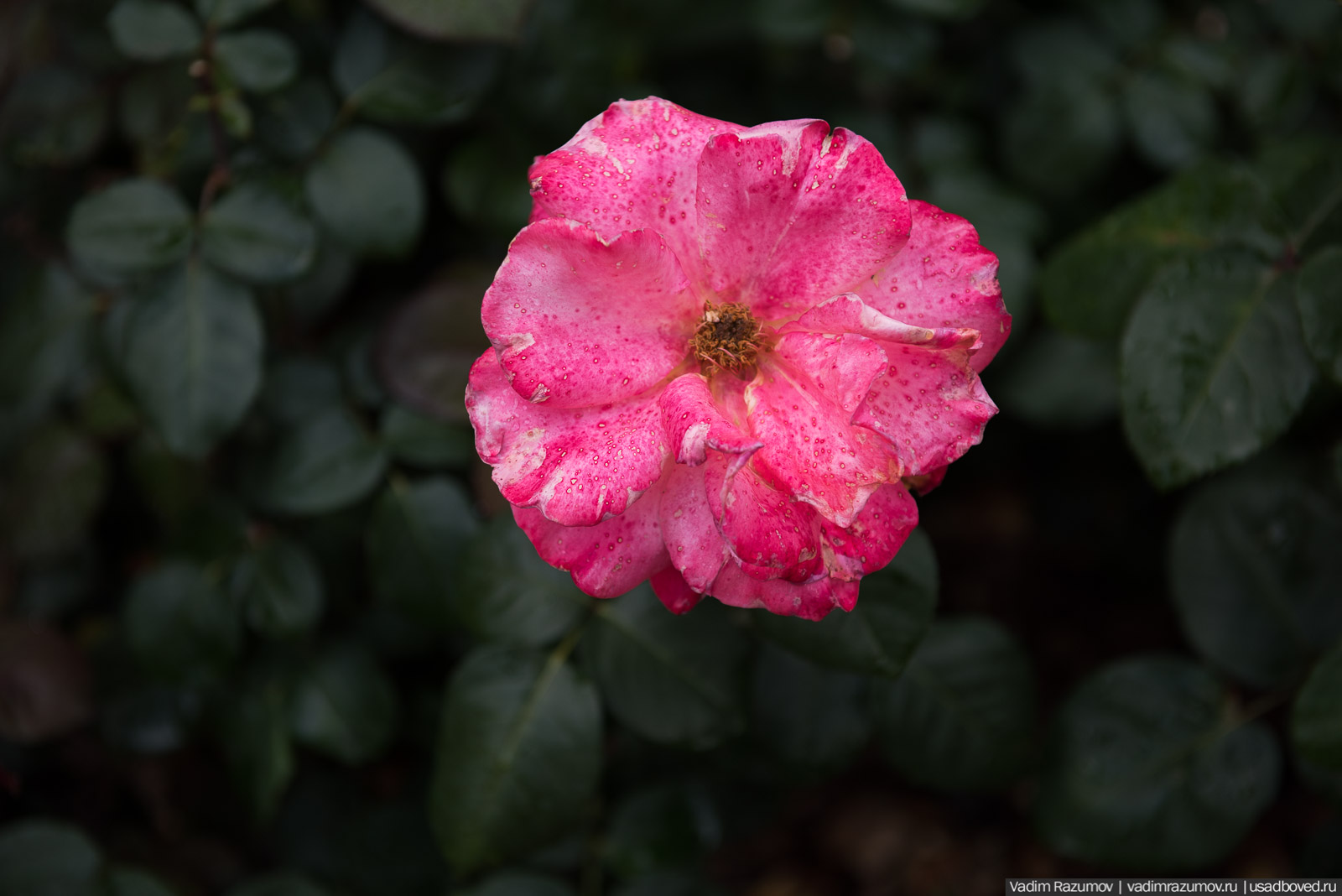 усадьба Марьино Строгановых, розарий, розы, сад