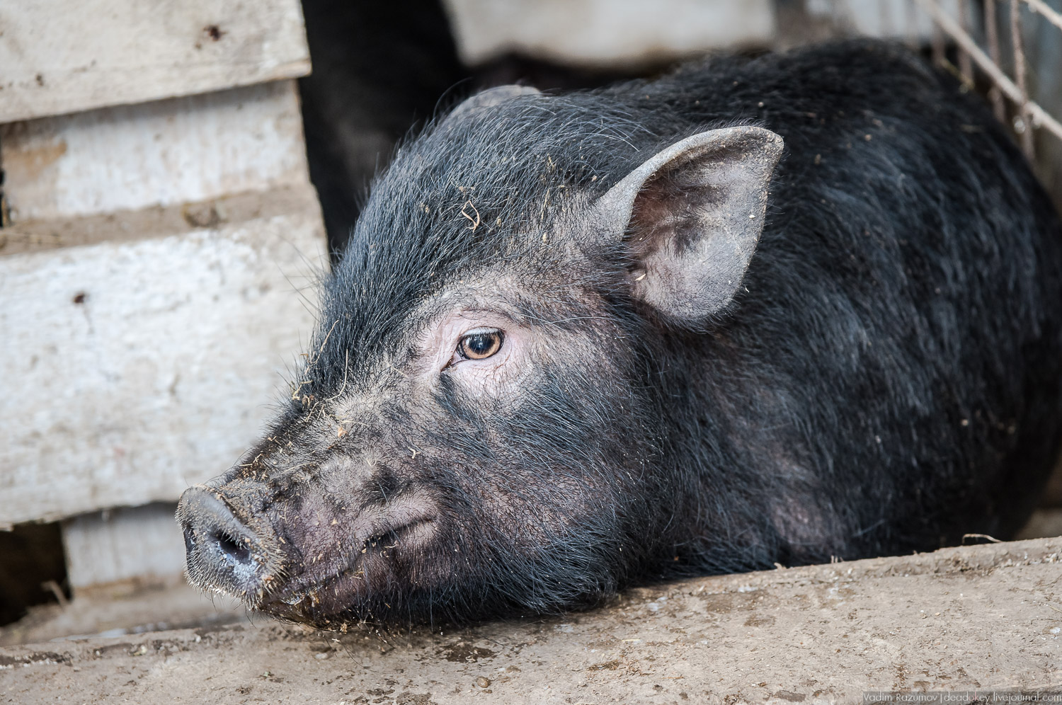 Рузская Аляска, Рузский район Московской области, Экоэлектричка