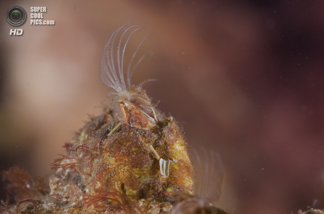 Морские желуди - балянусы желуди, домика, желудей, морских, ножки, жизни, чтобы, рачок, Морские, времени, однако, раковину, способны, очень, усоногих, помощью, головы, образ, животных, морские