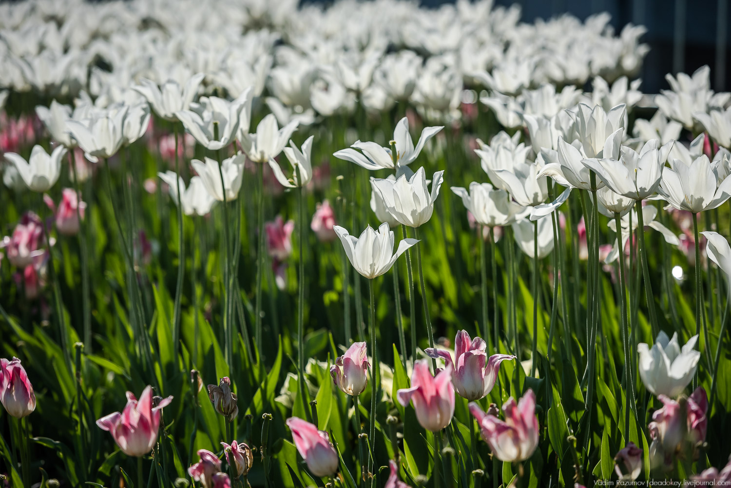 Коломенское в мае, цветы