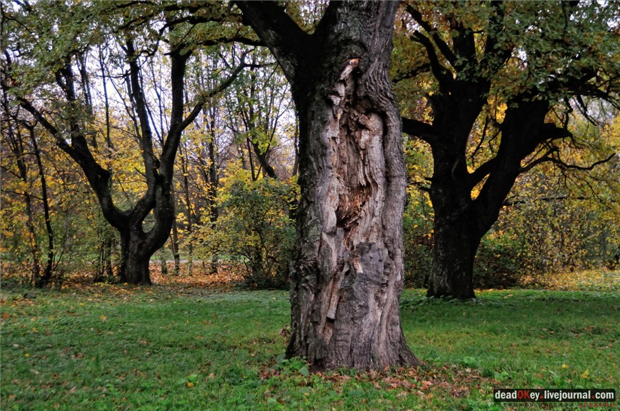 усадьба Сима
