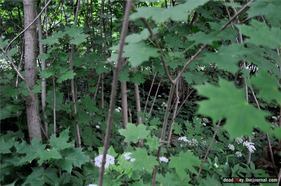 усадьба Хмелево