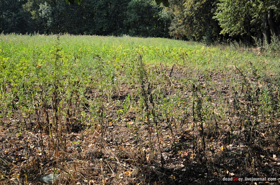 усадьба Опарино