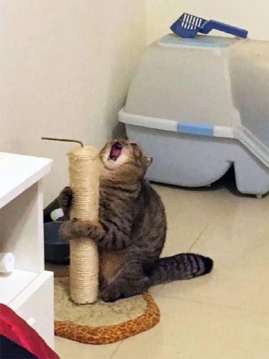 котярка на самоизоляции - достали хозяева (524x700, 32Kb)