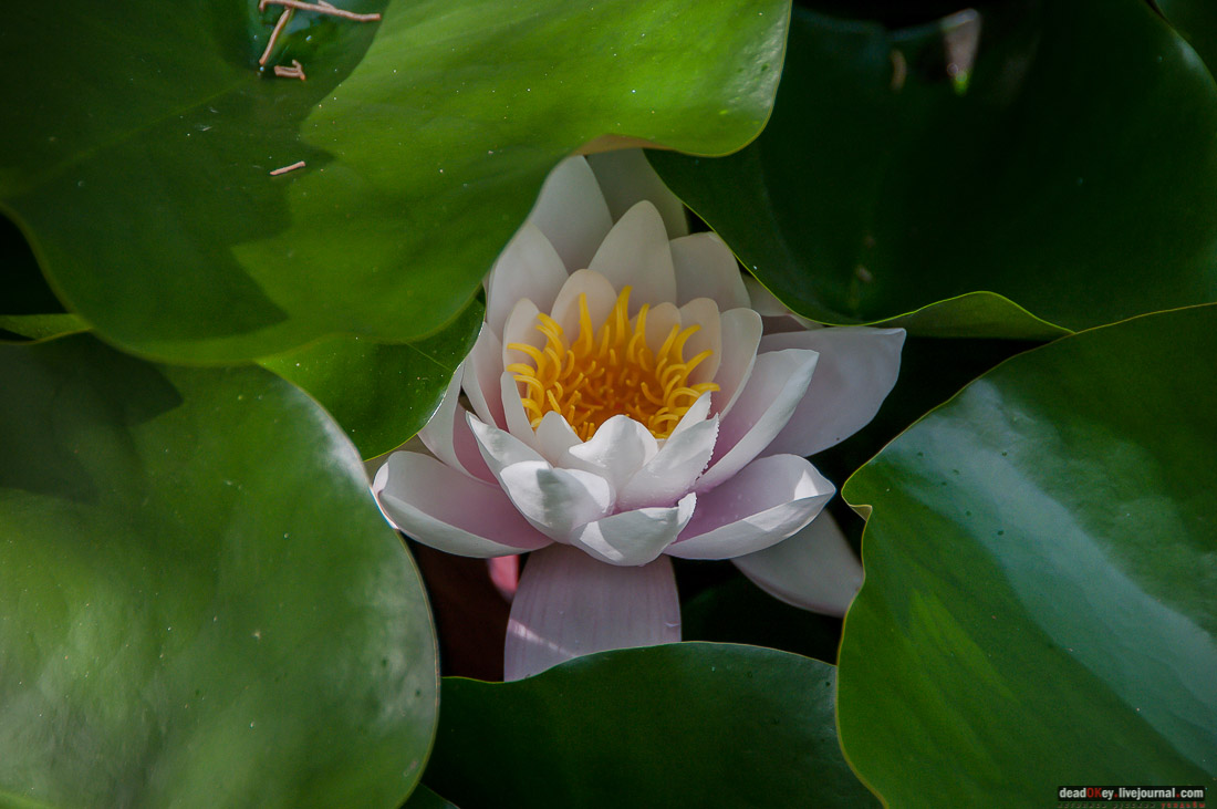 усадьба дворец Дюльбер великого князя Петра Николаевича