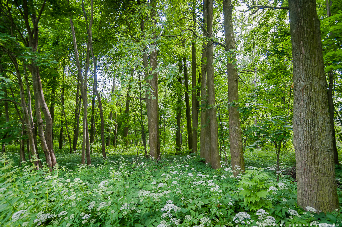 усадьба Спас-Угол