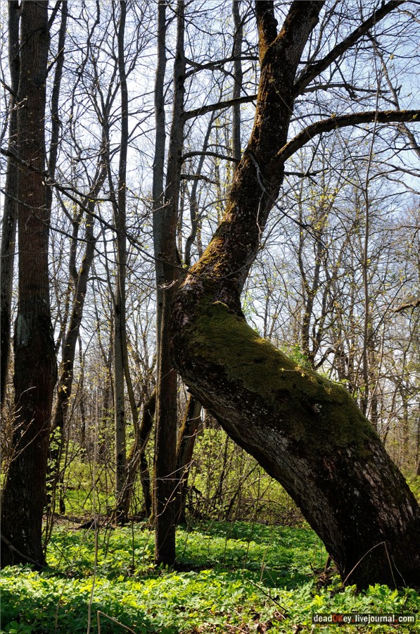 усадьба Андреевское-Туркино (Перематкино)