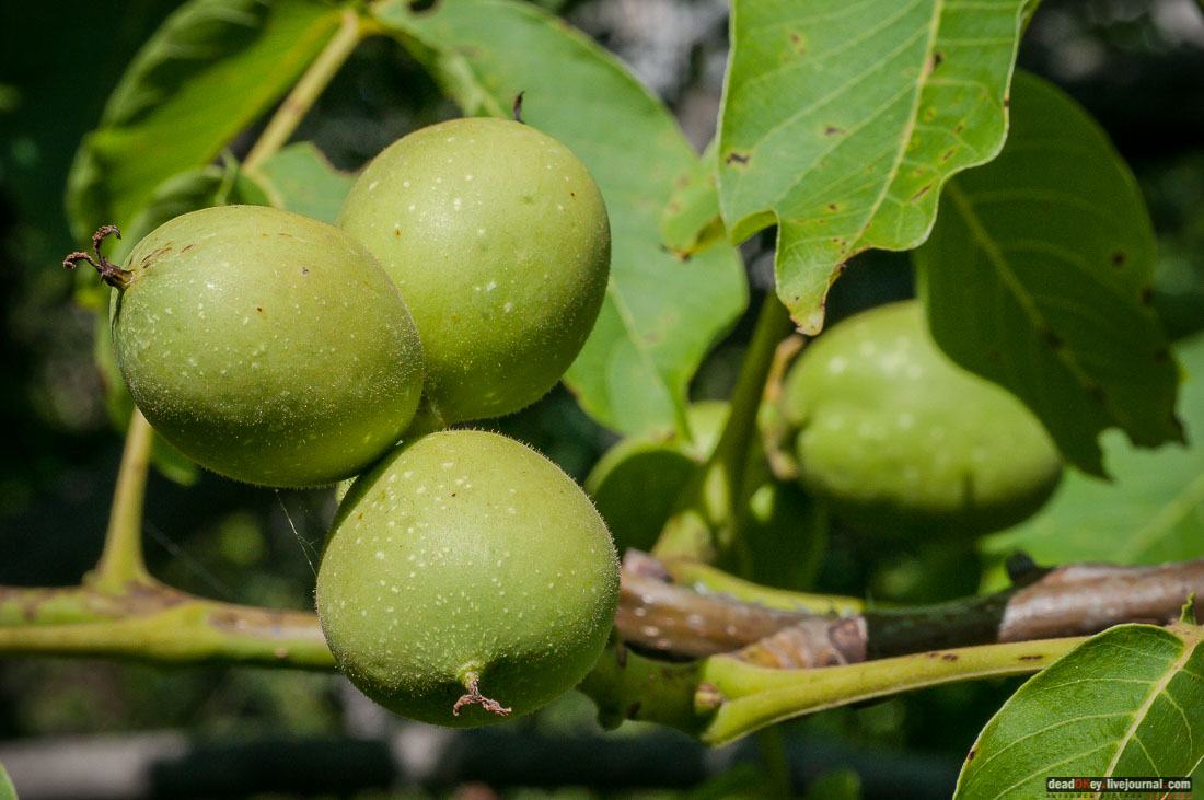 Юсуповский дворец в Кореизе, Крым