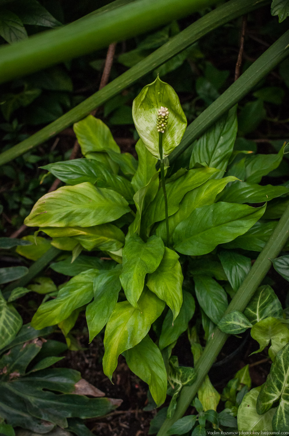 Ботанический сад, фондовая оранжерея, Экоэлектричка, борщевик