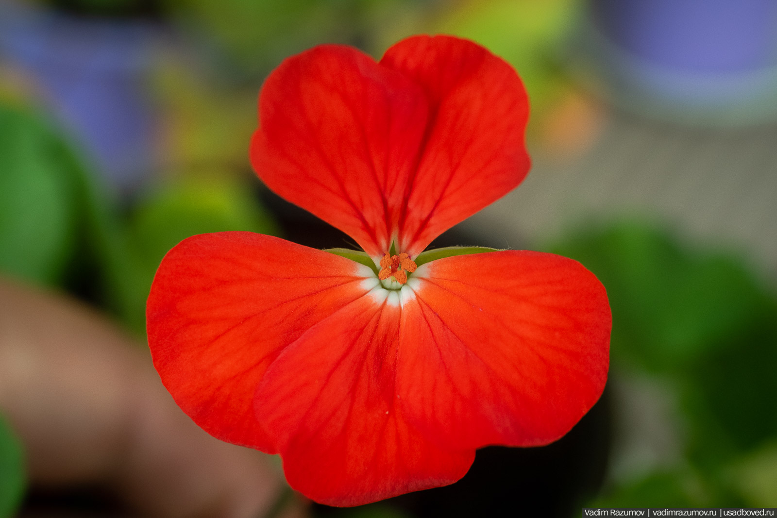 Пеларгония, герань, Вадим Разумов