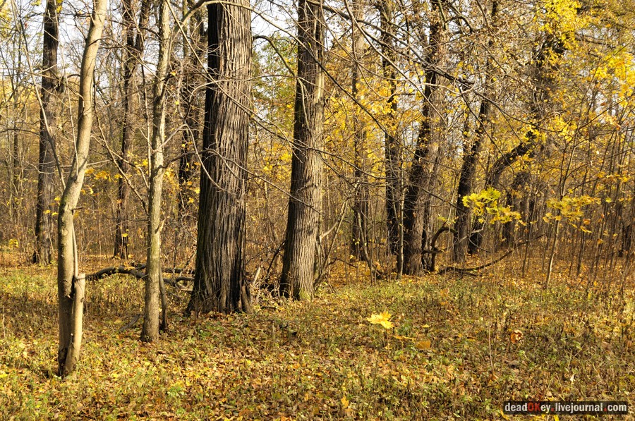 усадьба Образцово