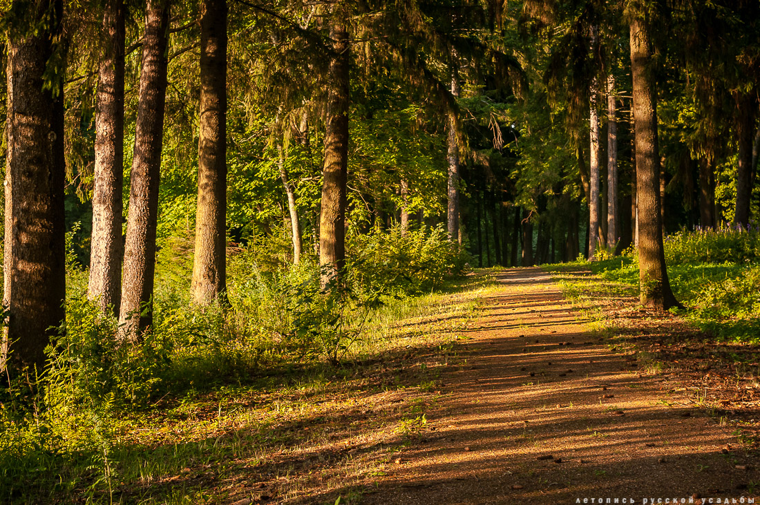 усадьба Степановское-Волосово, фотографии с дрона, шетлендский пони Трамп