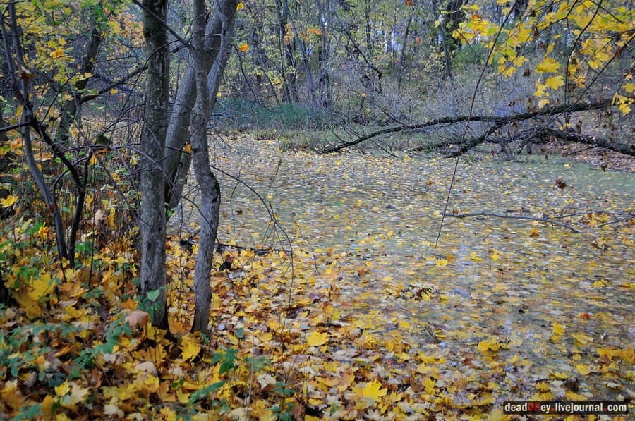 усадьба Авчурино