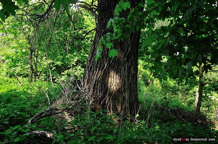 усадьба Ситники