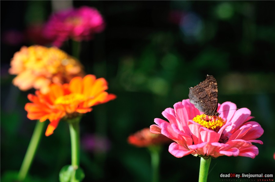 усадьба Райки