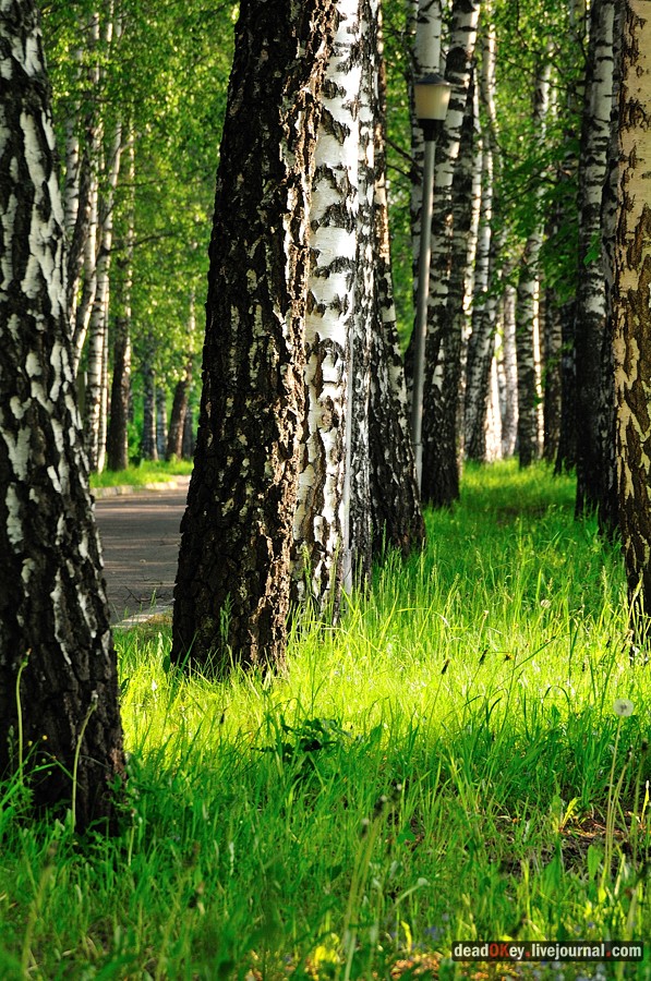 усадьба Богословское-Могильцы