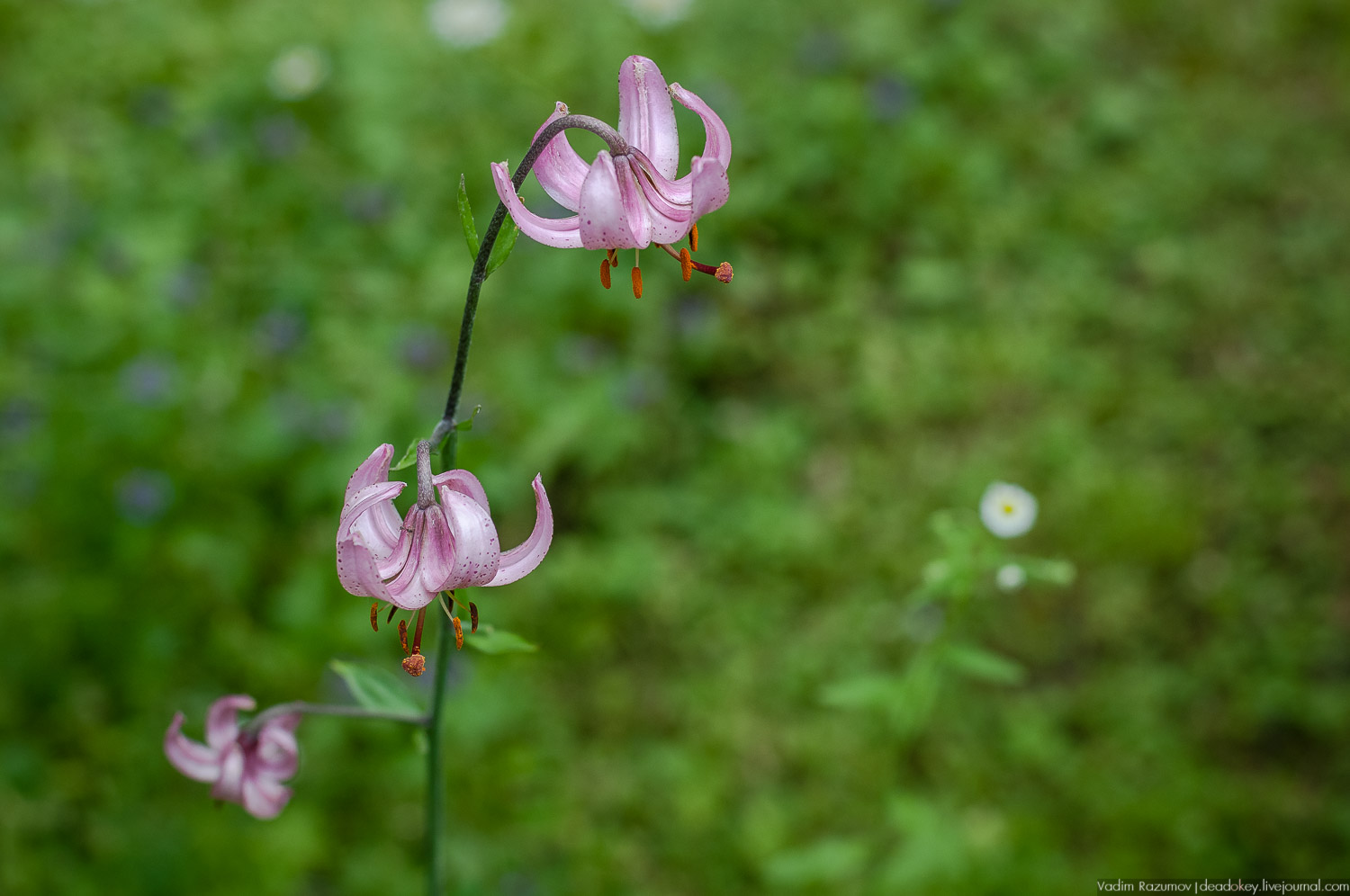 Цветы в усадьбах, поздравление с 8 марта