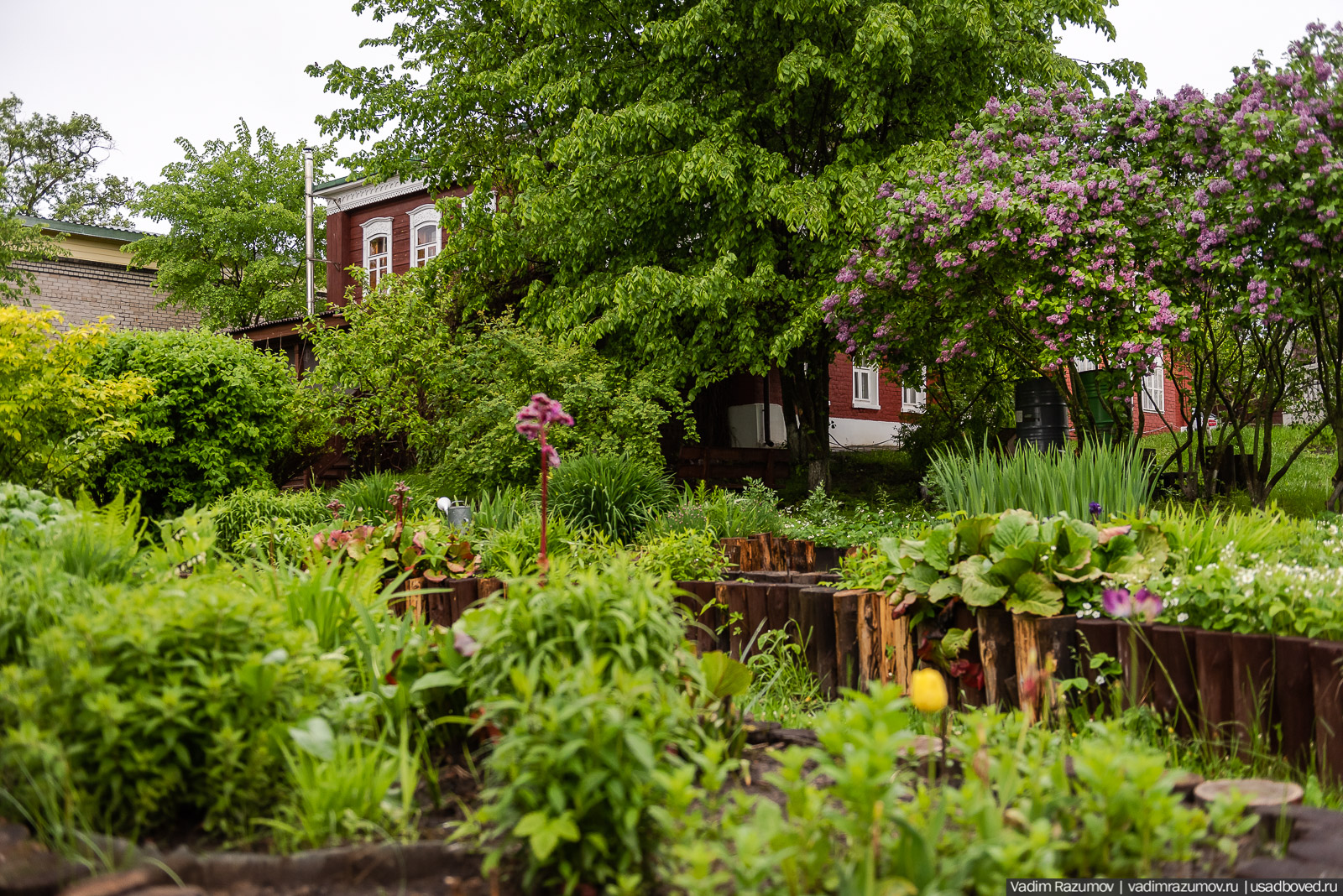 Усадьба фабриканта Думнова в Заречье, Владимирская область. Цветение сирени, сады