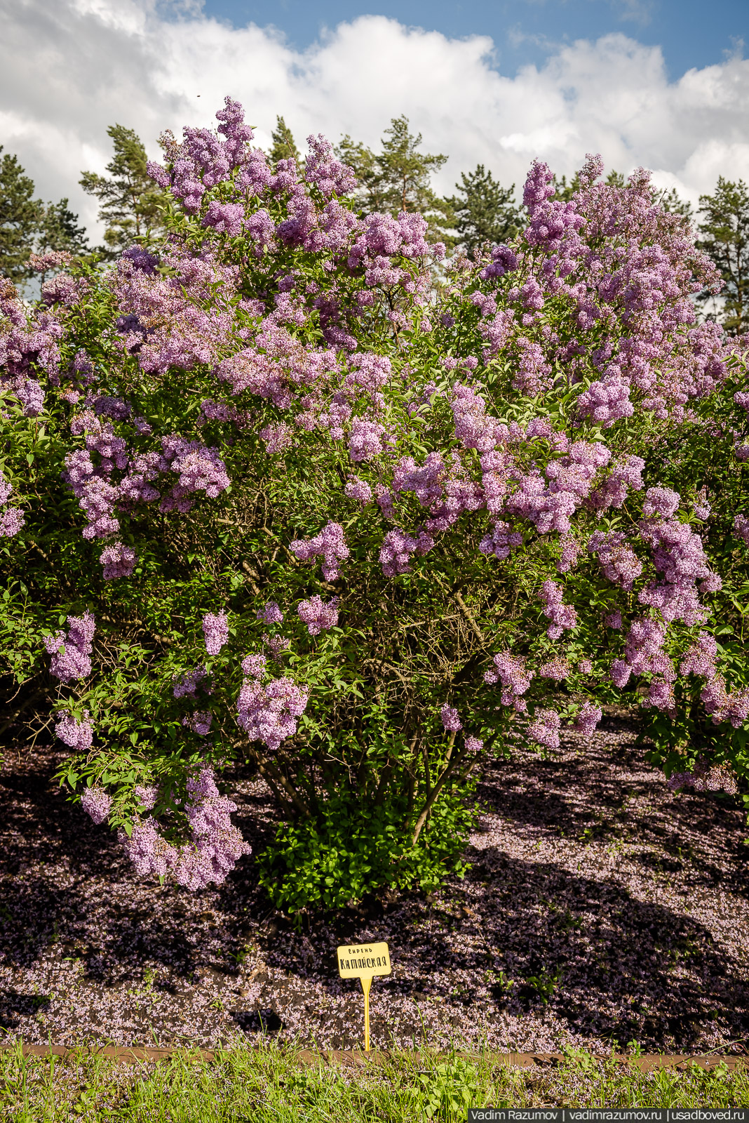 Мещерский дендрарий, ЛОСС, усадьба Барсуково, цветение сирени, Липецкая области