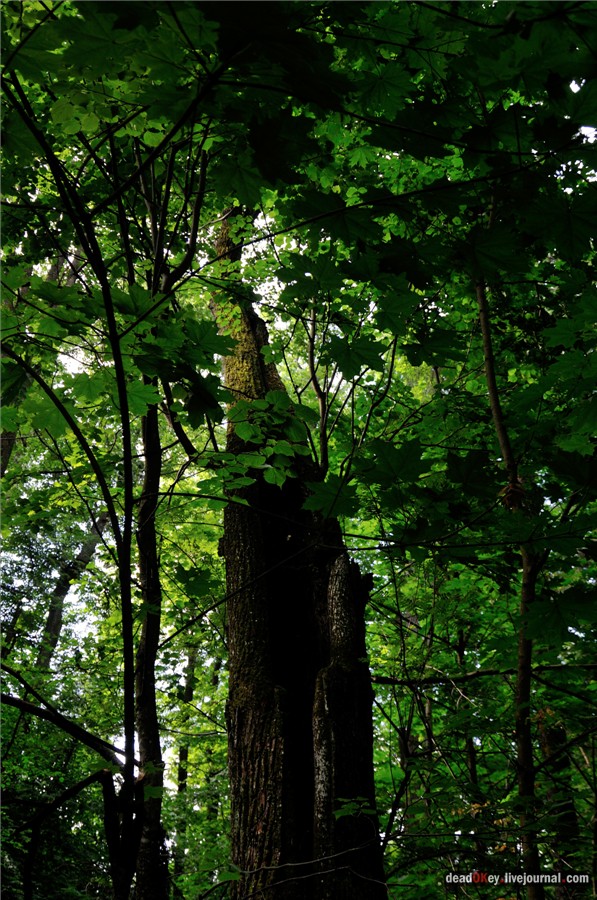 усадьба Дубки