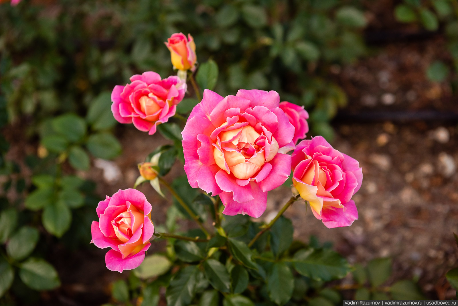 Никитский ботанический сад