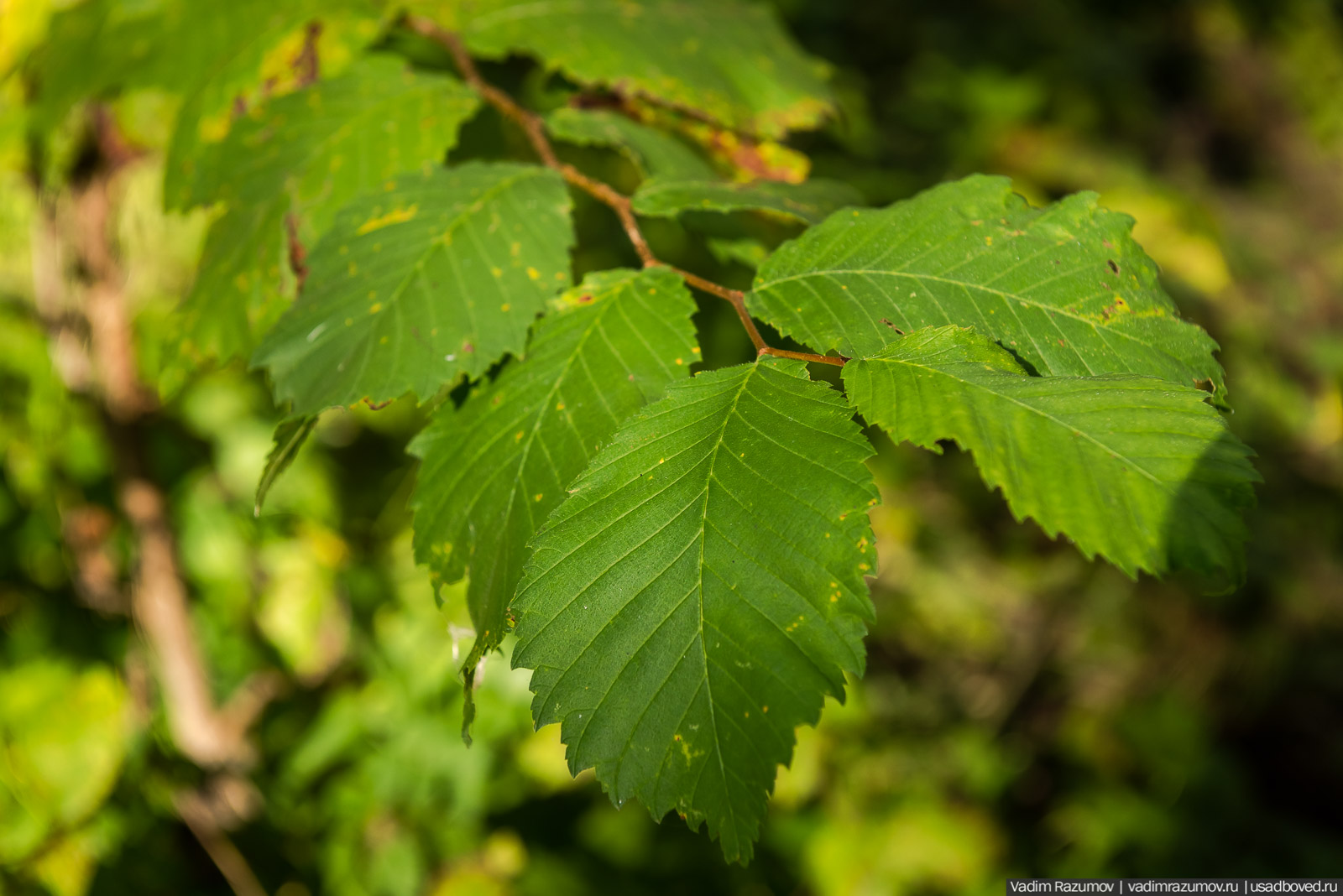 Городище Луковня, Подольское море