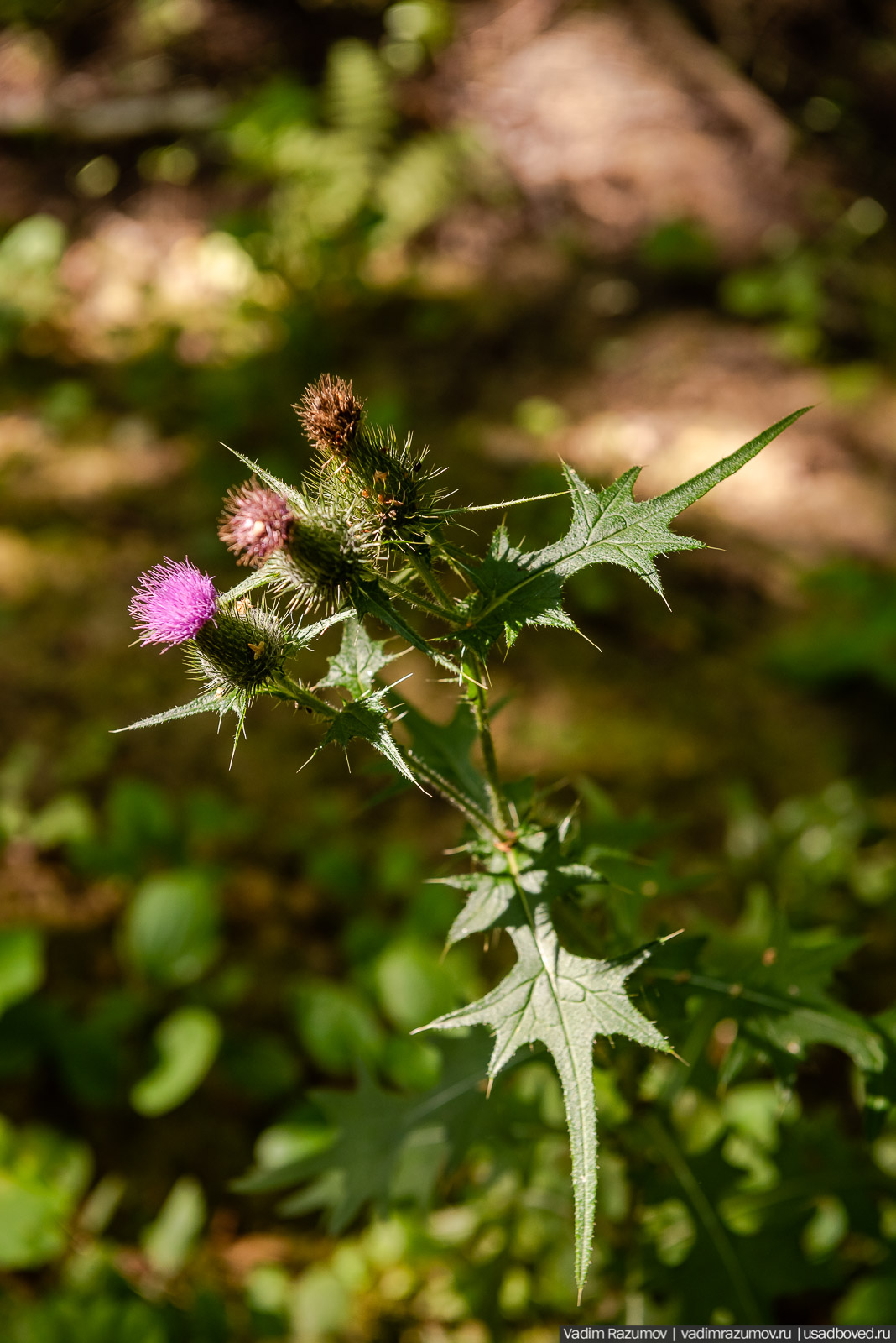 Усадьба Заболотье, парк, курганы, Долгопрудный, Москва