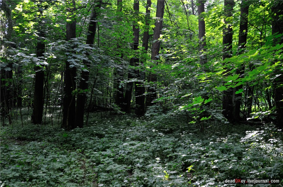 усадьба Дубки