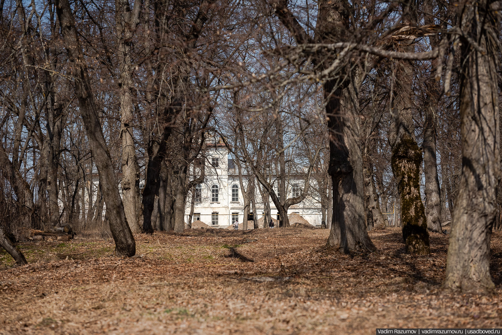 Пролески в усадьбе Репец, Задонский район, Липецкая область