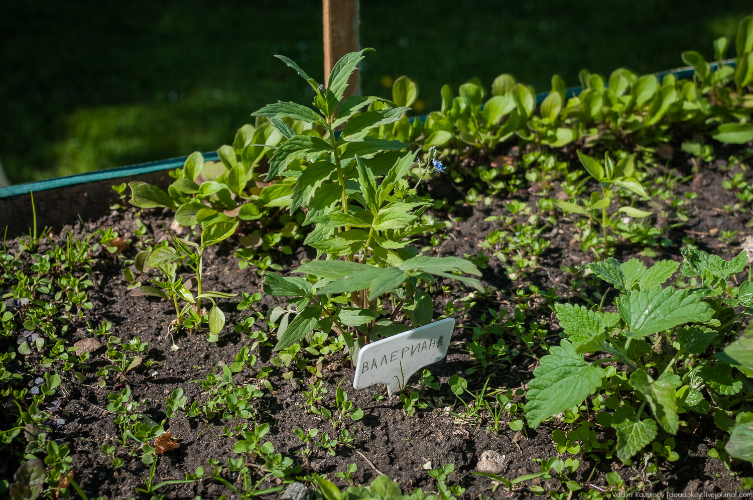 усадьба Валуево в мае