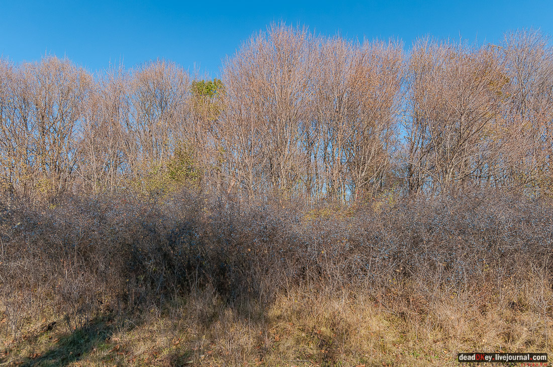 усадьба Полибино