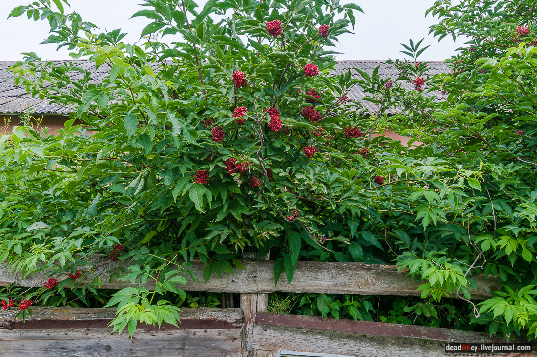 усадьба Дивово