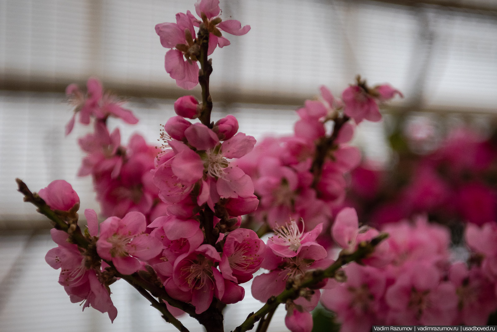 Аптекарский огород, Репетиция весны 2021, цветы, 8 Марта
