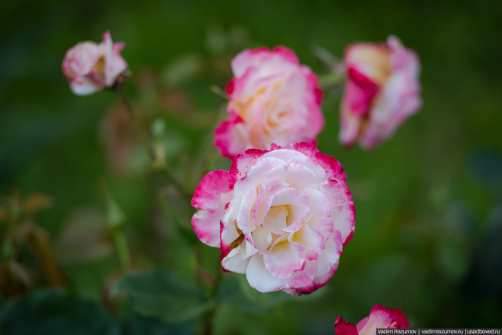 усадьба Марьино Строгановых, розарий, розы, сад