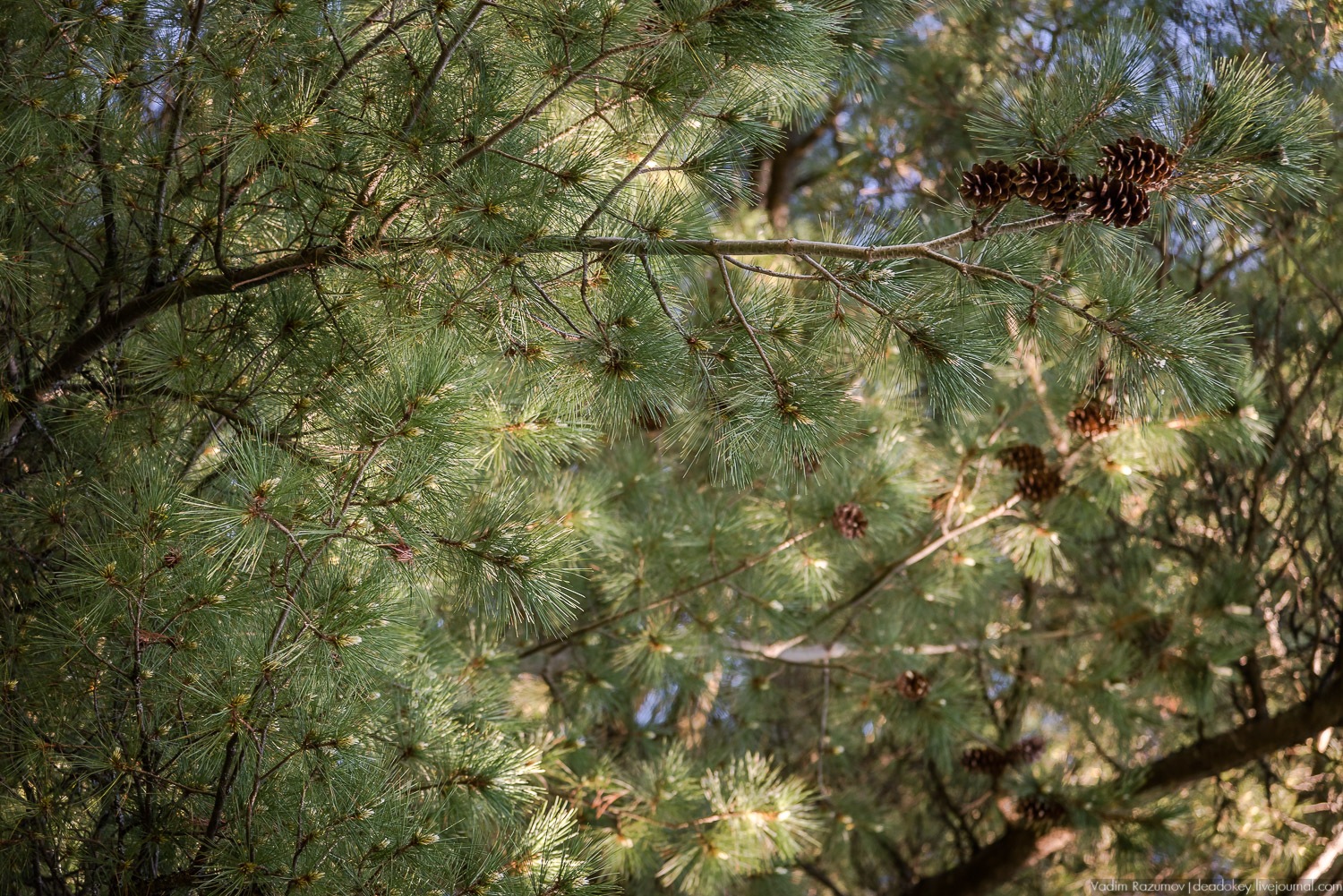 усадьба Воронино