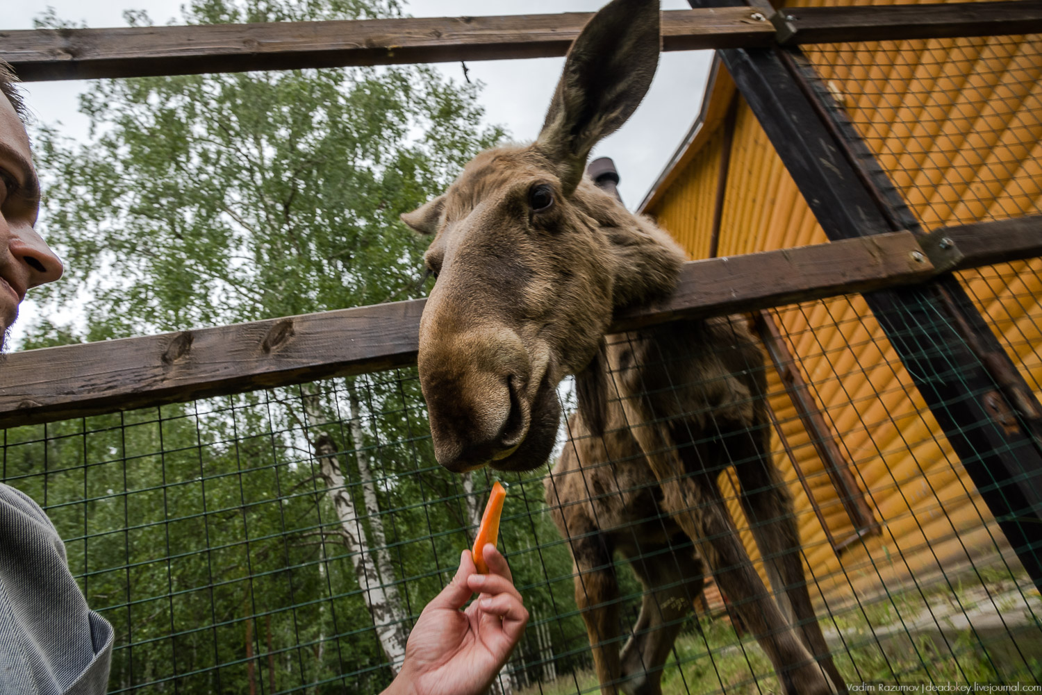 Лосиный остров