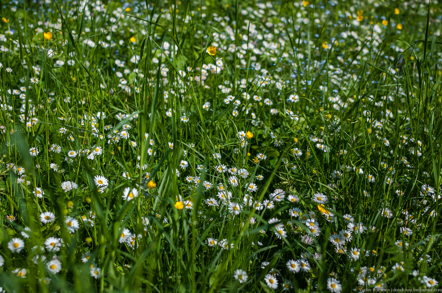усадьба Валуево в мае