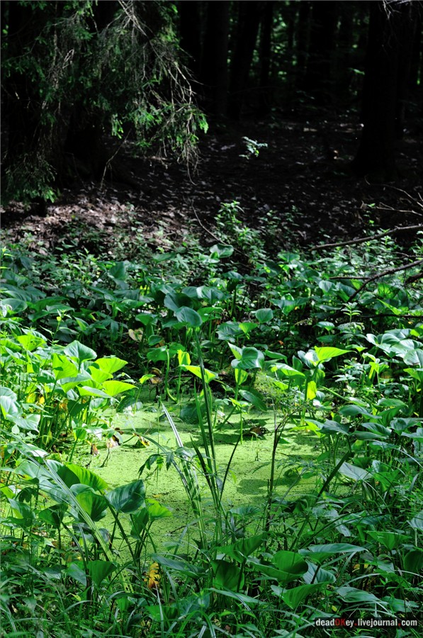 усадьба Алмазово