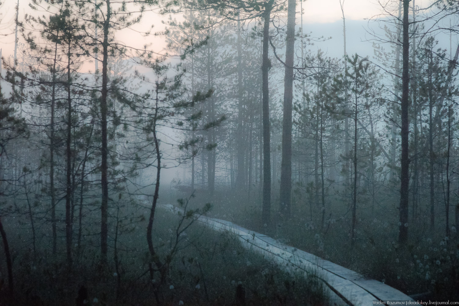 Центрально-лесной государственный природный биосферный заповедник, Нелидовский район, Тверская область, пос. Заповедный