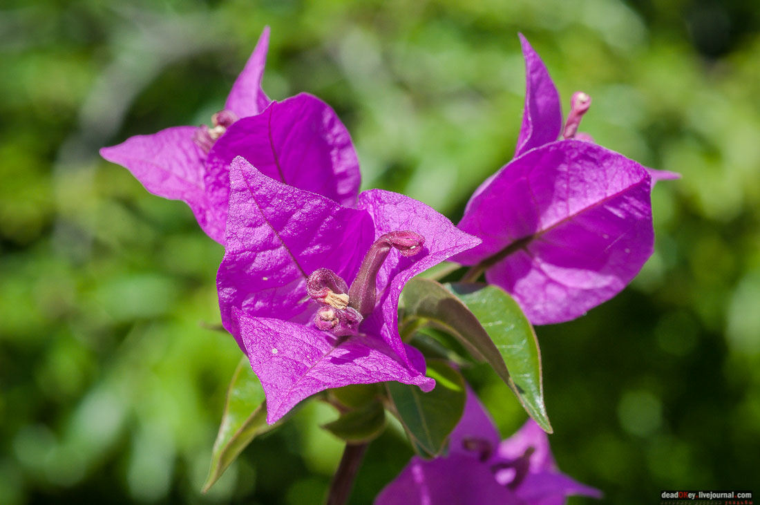 Юсуповский дворец в Кореизе, Крым