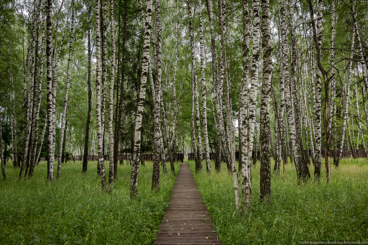 Лосиный остров