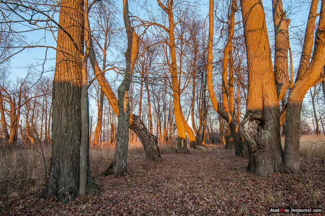 Усадьба Софрино