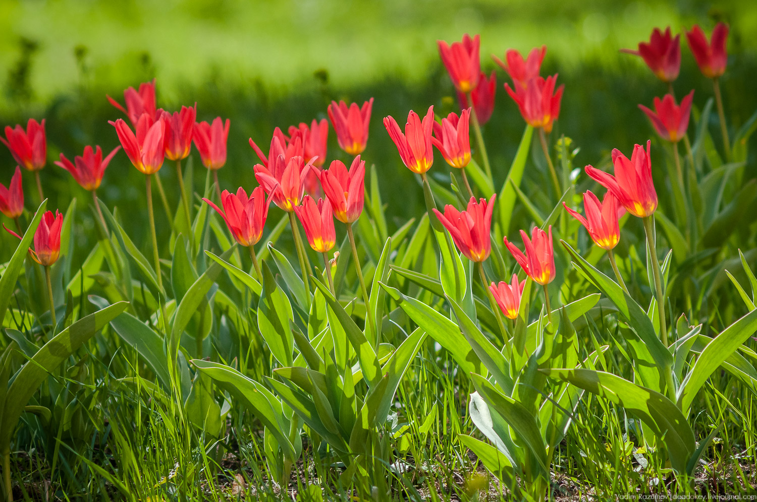 Цветы в усадьбах, поздравление с 8 марта