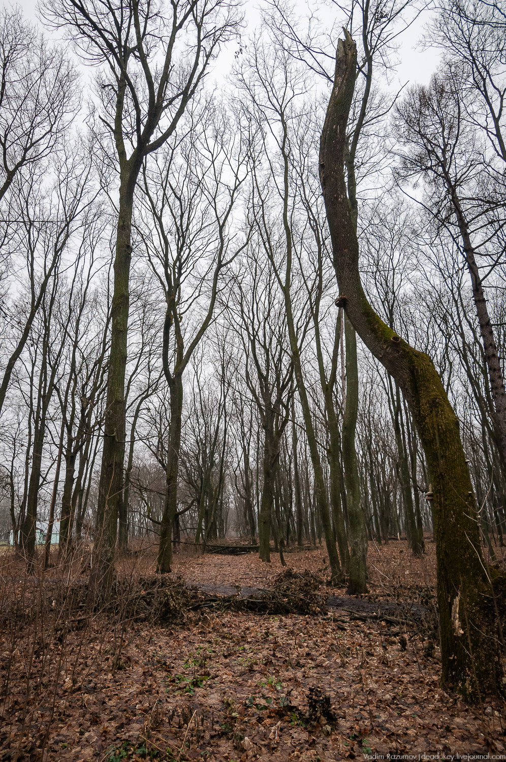 усадьба Троекурово, Липецкая область, Лебедянский район