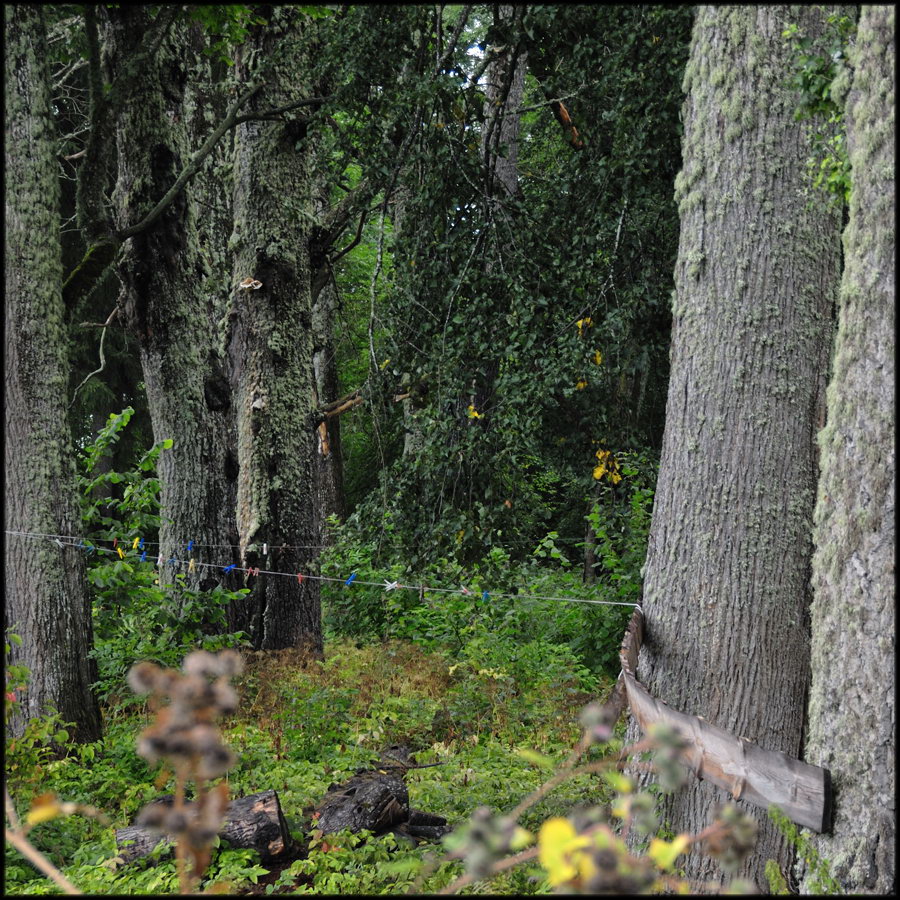 Парковые аллеи в русских усадьбах