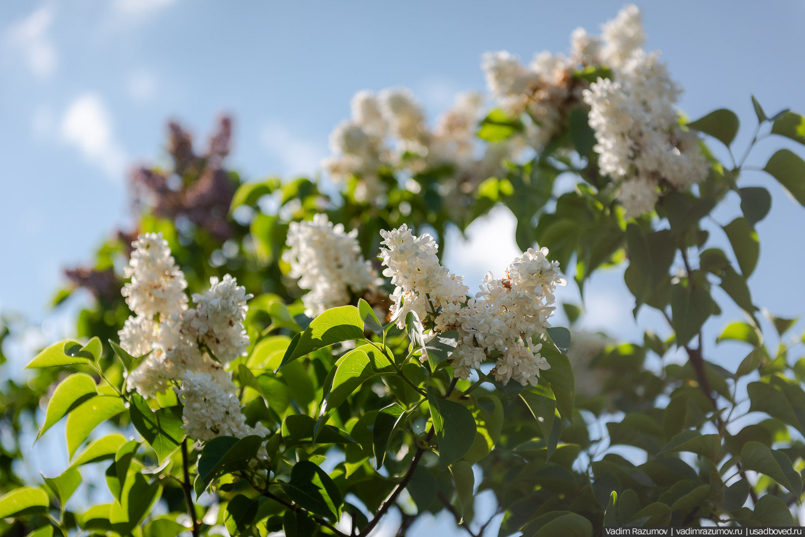 Мещерский дендрарий, ЛОСС, усадьба Барсуково, цветение сирени, Липецкая области
