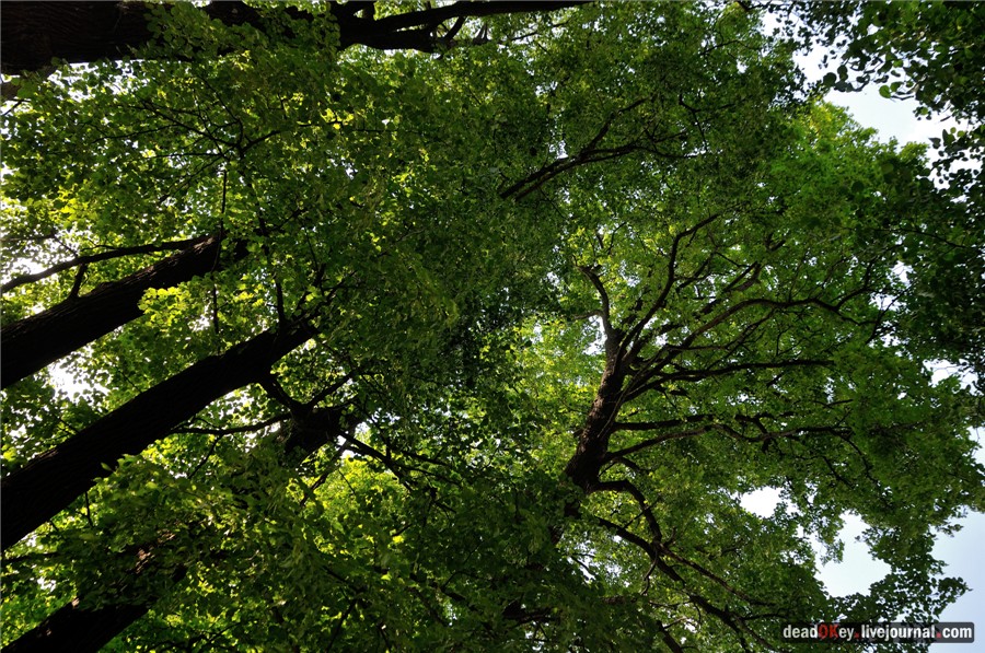 усадьба Петровское (Большепетровское)