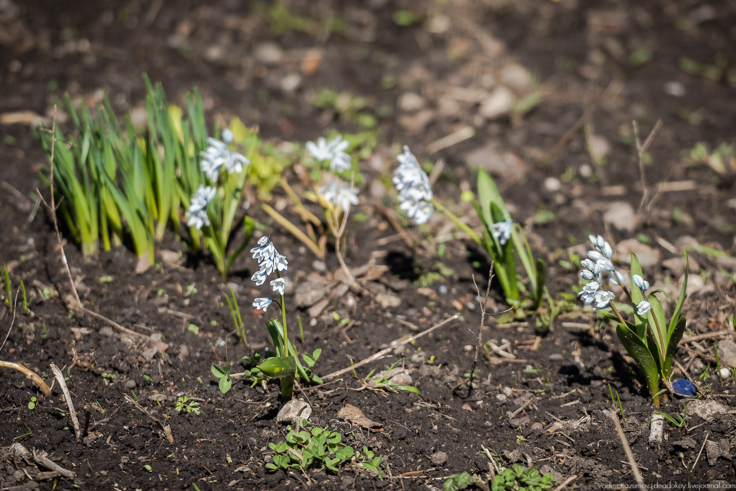 Богородицк, сады горожан
