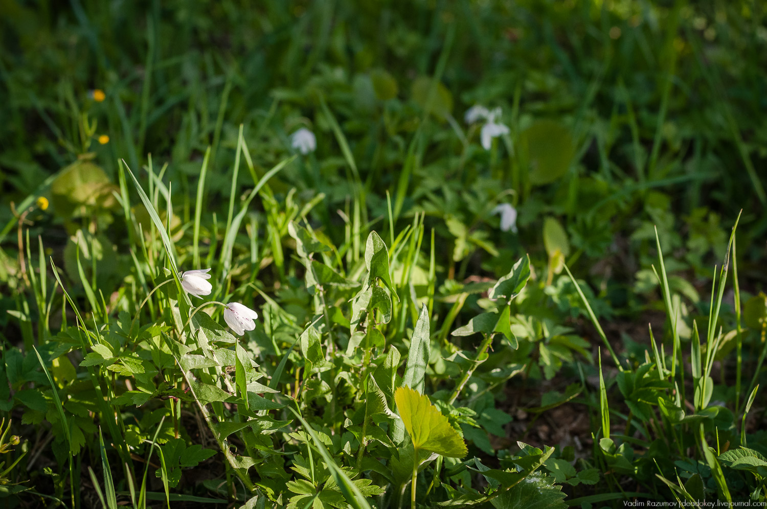 Цветы в усадьбах, поздравление с 8 марта